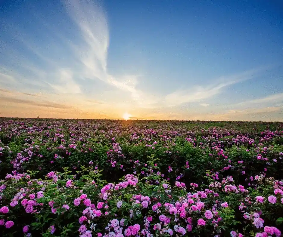 Rose Valley Morocco Kelaa Mgouna pink roses bloom